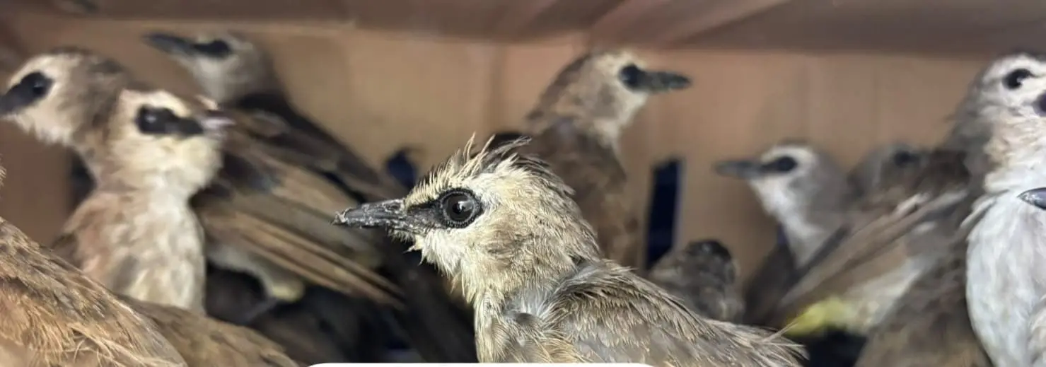 977 Ekor Burung, Termasuk Satwa Dilindungi, Digagalkan di Pelabuhan Bakauheni